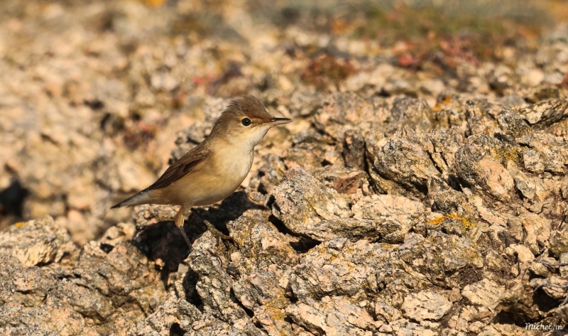 Photo Oiseaux Rousserolle effarante (Acrocephalus scipaceus)