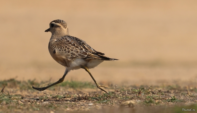 Photo Oiseaux Pluvier Guignard