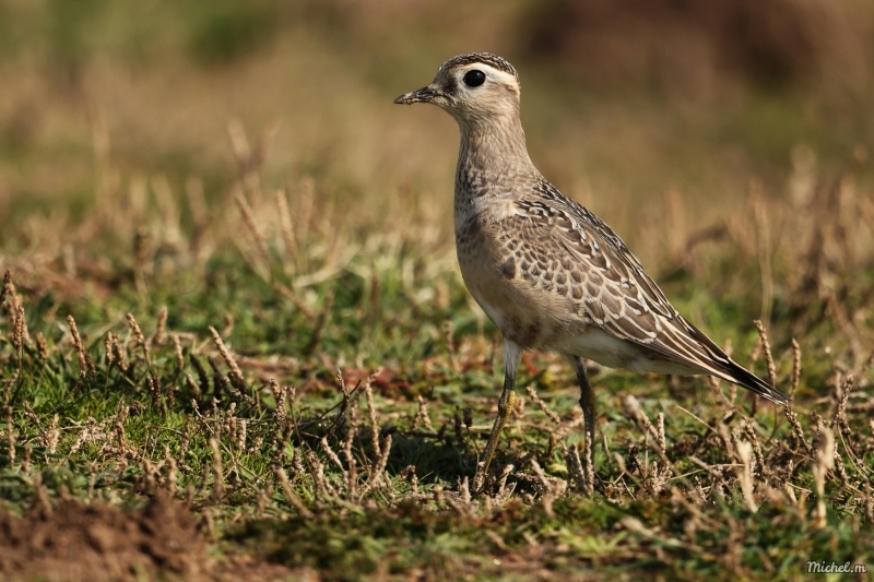 Photo Oiseaux Pluvier Guignard