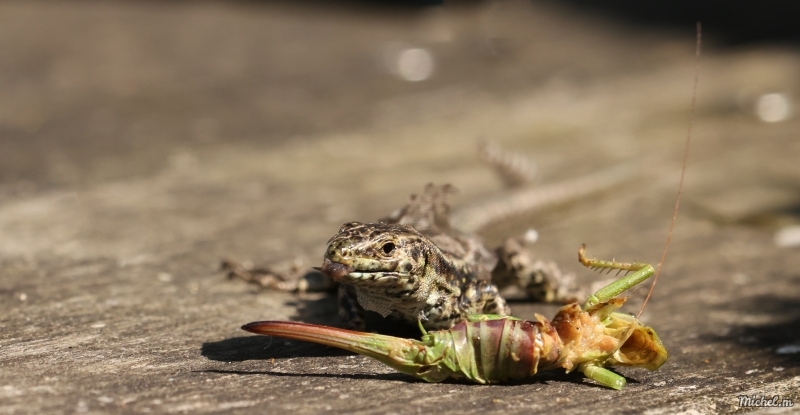 Photo Reptiles Lézard des murailles