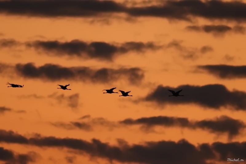 Photo Oiseaux Grue cendrée (Megalornis grus)