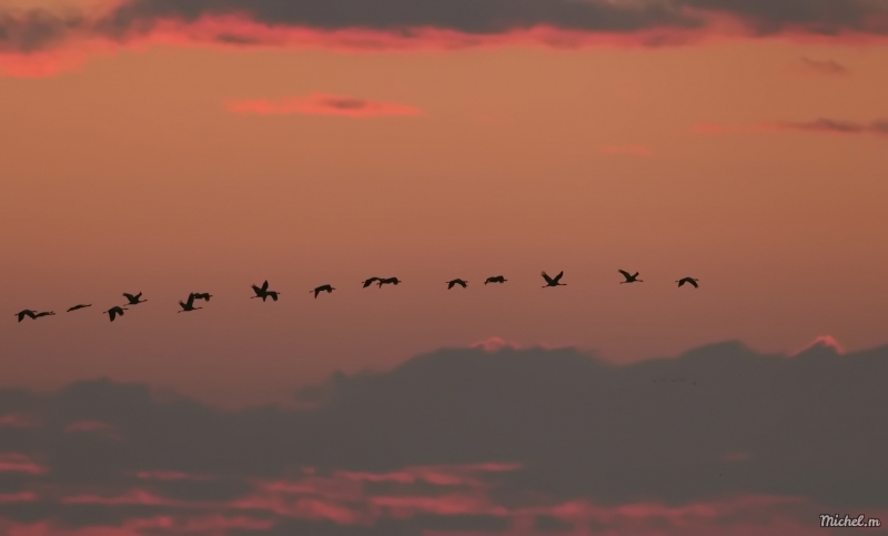 Photo Oiseaux Grue cendrée (Megalornis grus)