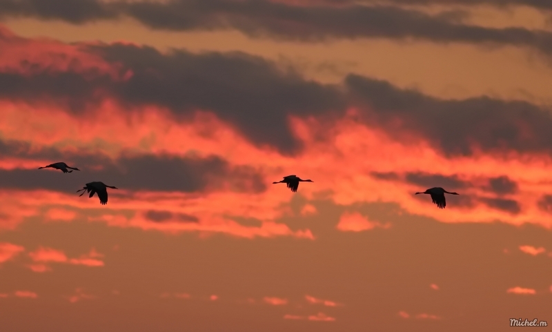 Photo Oiseaux Grue cendrée (Megalornis grus)