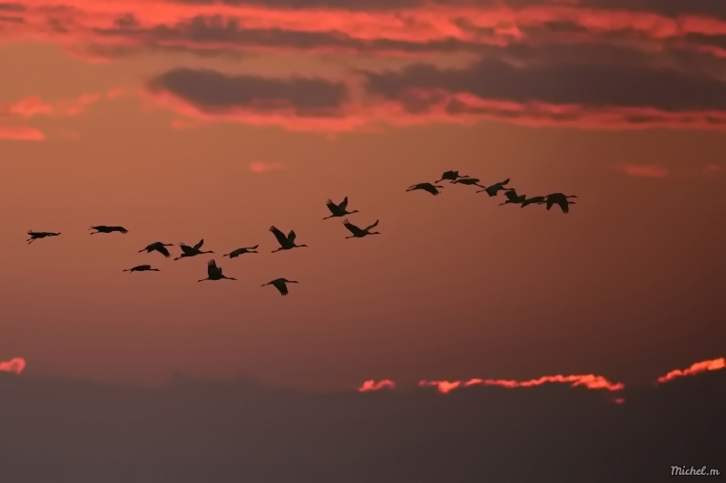 Photo Oiseaux Grue cendrée (Megalornis grus)