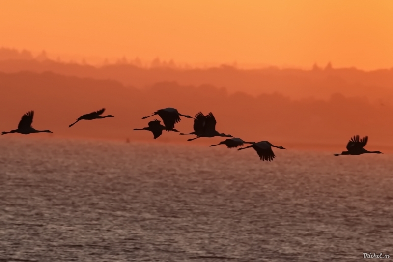 Photo Oiseaux Grue cendrée (Megalornis grus)