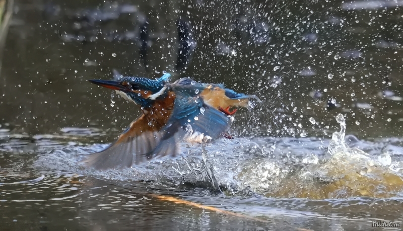 Photo Oiseaux Martin-pêcheur d'Europe (Alcedo atthis)