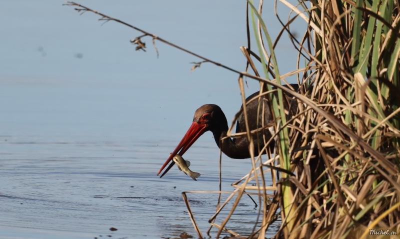 Photo Oiseaux cigogne noire