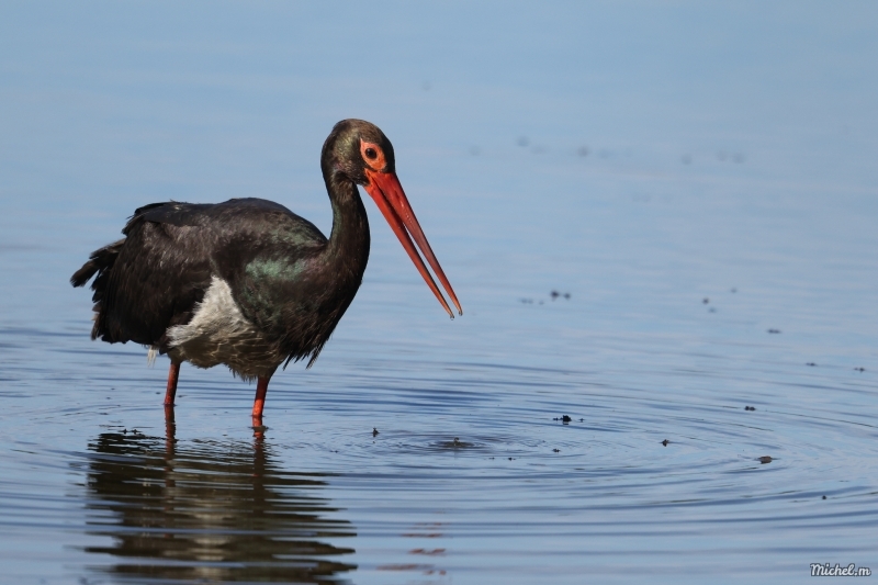 Photo Oiseaux cigogne noire