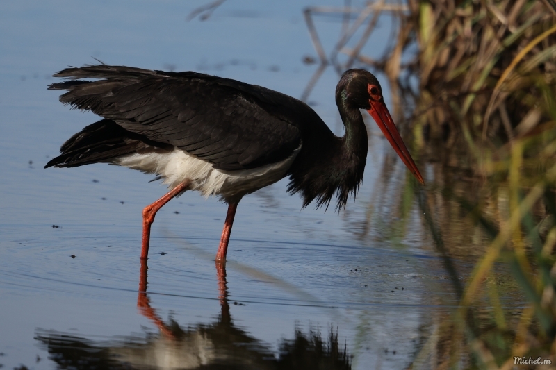 137A6593.JPG cigogne noire