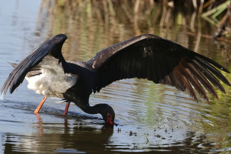 Photo Oiseaux cigogne noire