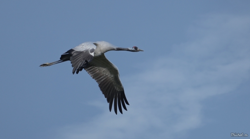 Photo Oiseaux Grue cendrée (Megalornis grus)