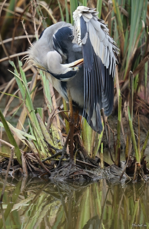 Photo Oiseaux Héron cendré