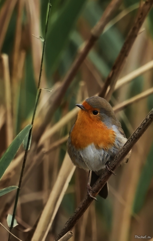 Photo Oiseaux Rouge gorge familier