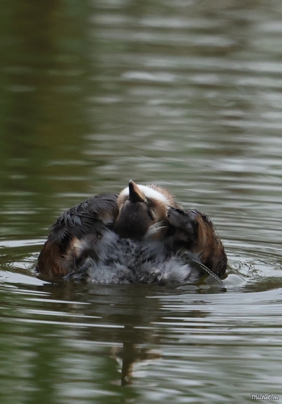 Photo Oiseaux Grèbe castagneux