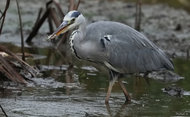 Photo Oiseaux Héron cendré