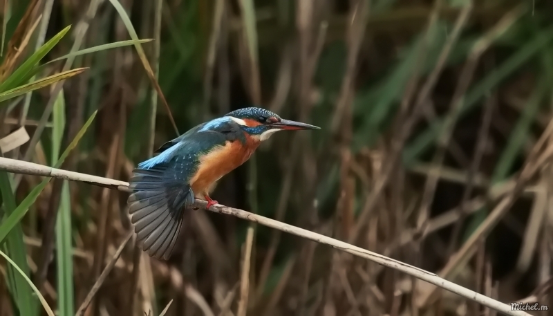 Photo Oiseaux Martin-pêcheur d'Europe (Alcedo atthis)