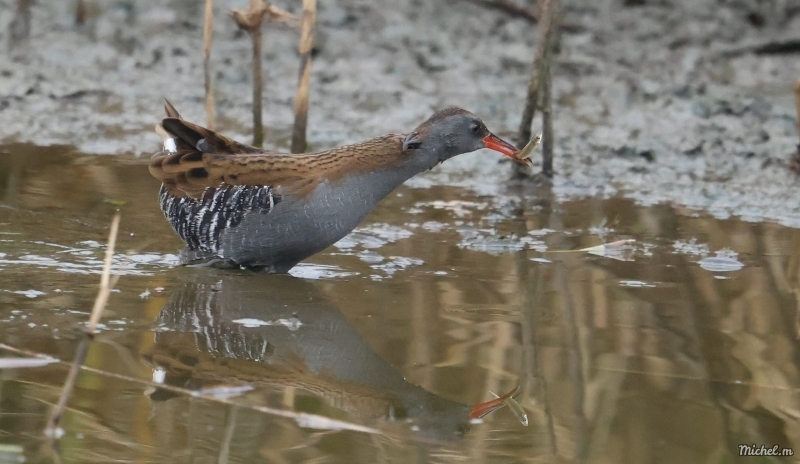 Photo Oiseaux Râle d' eau