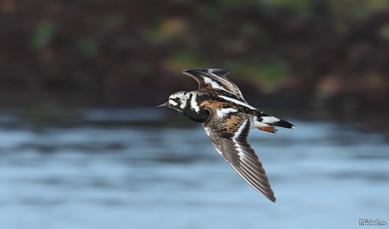 Photo Oiseaux Tournepierre à collier