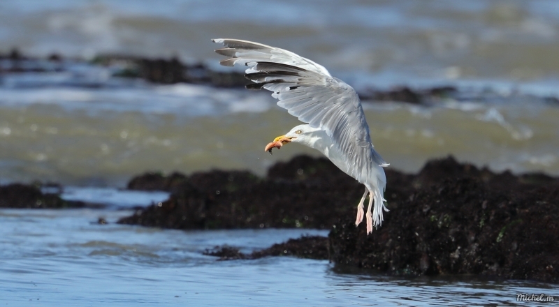 Photo Oiseaux Goéland argenté