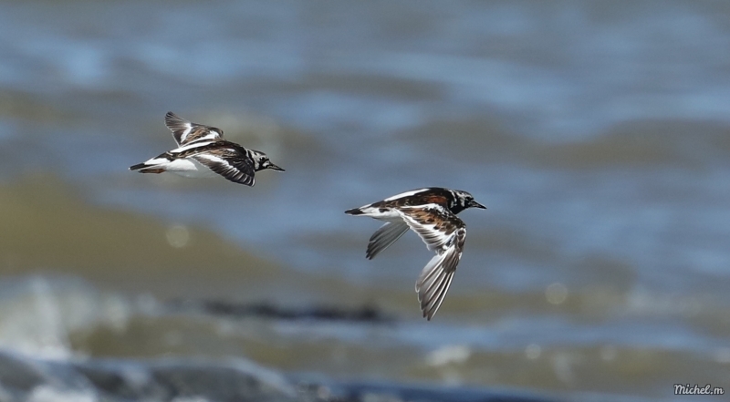 Photo Oiseaux Tournepierre à collier