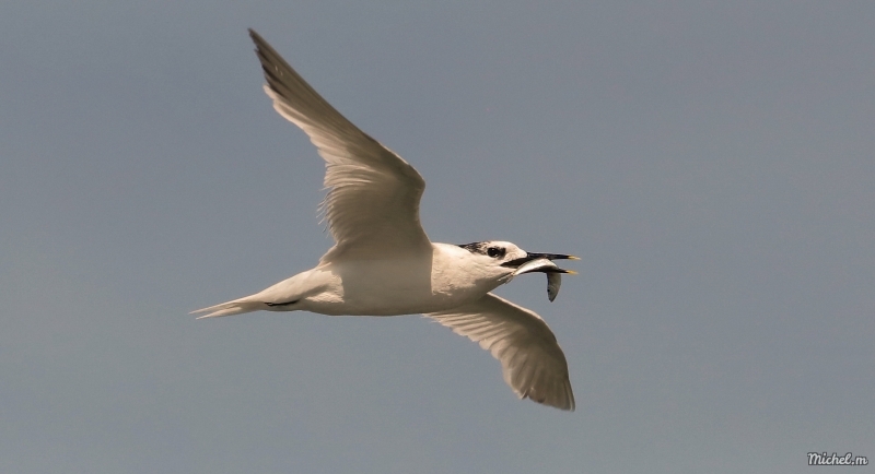 Photo Oiseaux Sterne Caugek