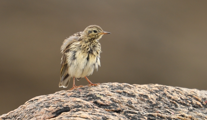 Photo Oiseaux Pipit farlouse (Anthus pratensis)