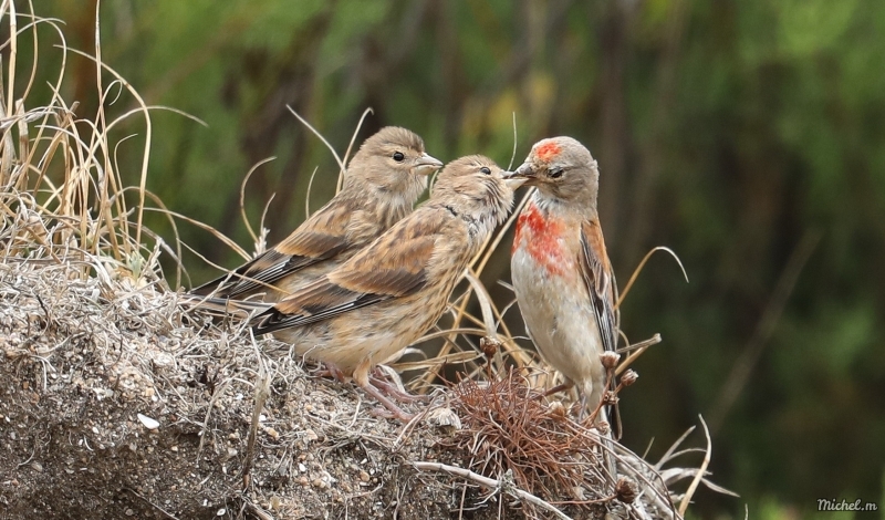 Photo Oiseaux Linotte mélodieuse