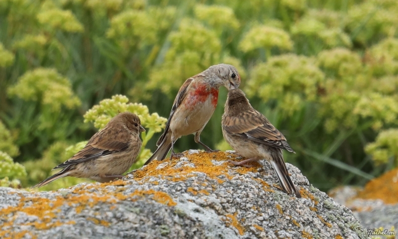 Photo Oiseaux Linotte mélodieuse