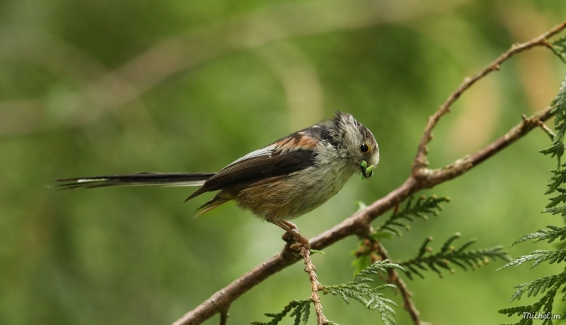 Photo Oiseaux Mésange a longue queue