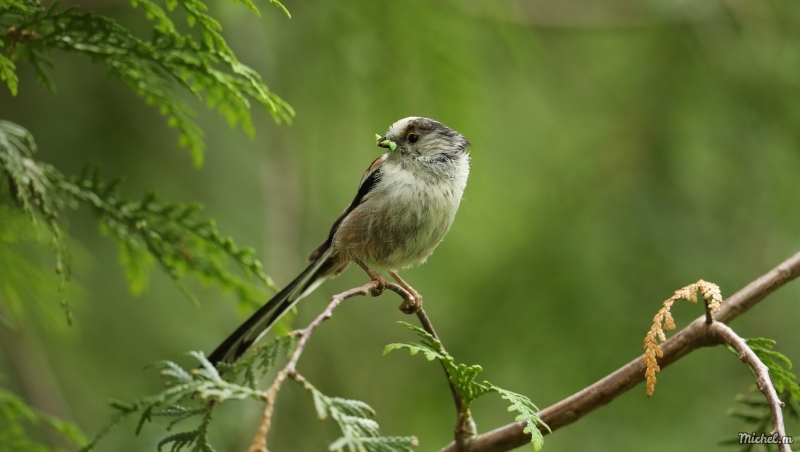 Photo Oiseaux Mésange a longue queue