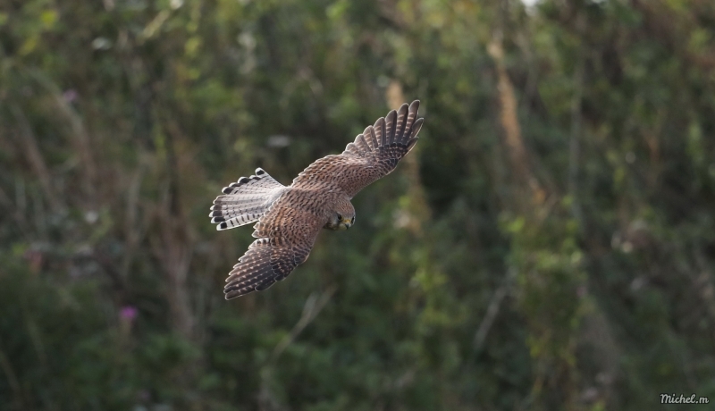 Photo Oiseaux Faucon crécerelle