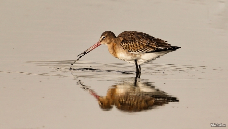 Photo Oiseaux barge rousse