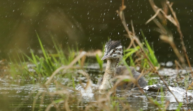 Photo Oiseaux Grèbe huppé