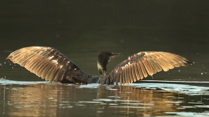 Photo Oiseaux Grand cormoran