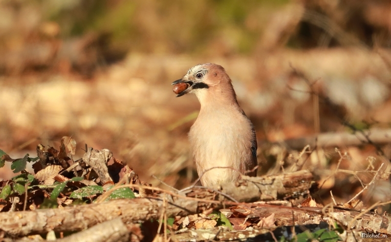 Photo Oiseaux Geai des chènes (Garrulus glandarius)