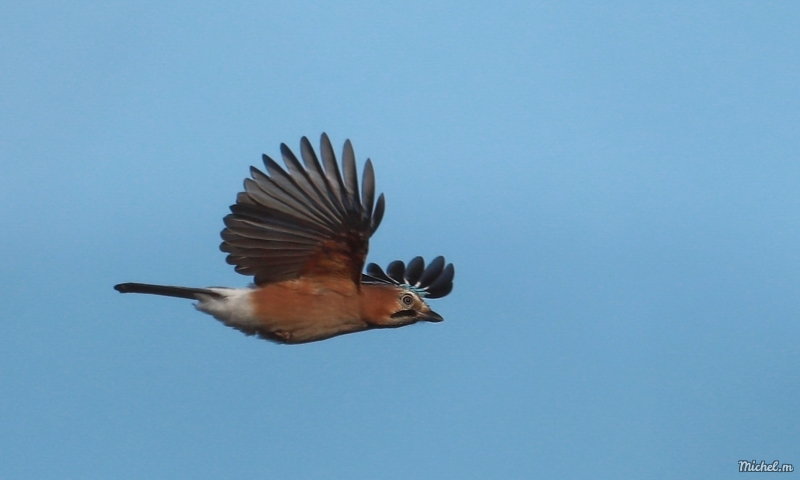 Photo Oiseaux Geai de chènes (Garrulus glandarius)