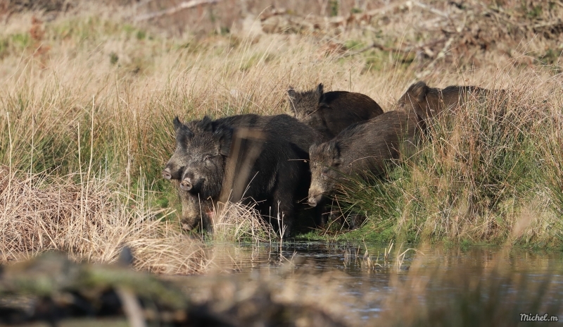 Photo Mammifères Sanglier