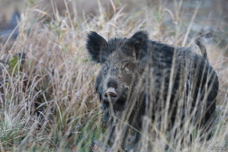 Photo Mammifères Sanglier