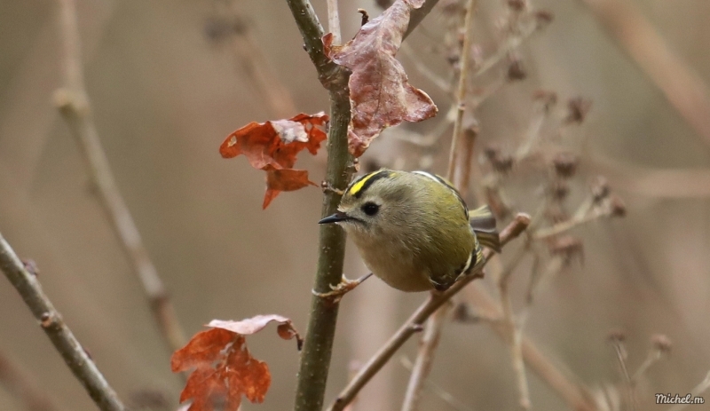 Photo Oiseaux Roitelet huppé (Regulus regulus)