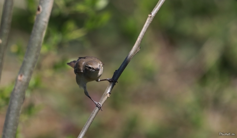 Photo Oiseaux