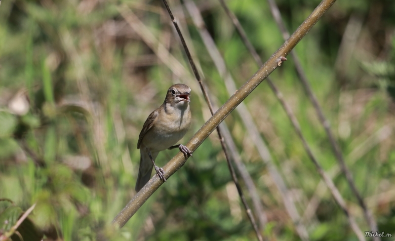 Photo Oiseaux