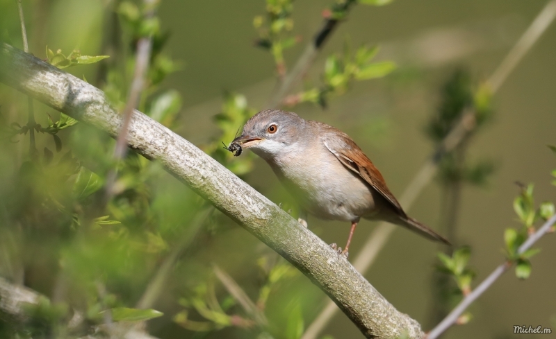 Photo Oiseaux Fauvette grisette