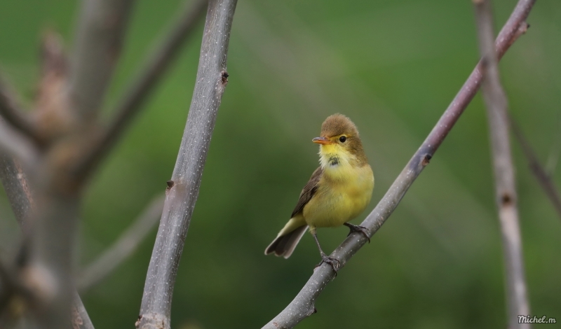 Photo Oiseaux Hypolais polyglotte