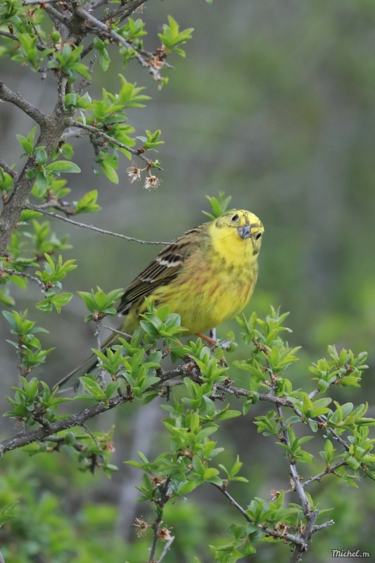 Photo Oiseaux Bruant jaune (Emberiza citrinella)