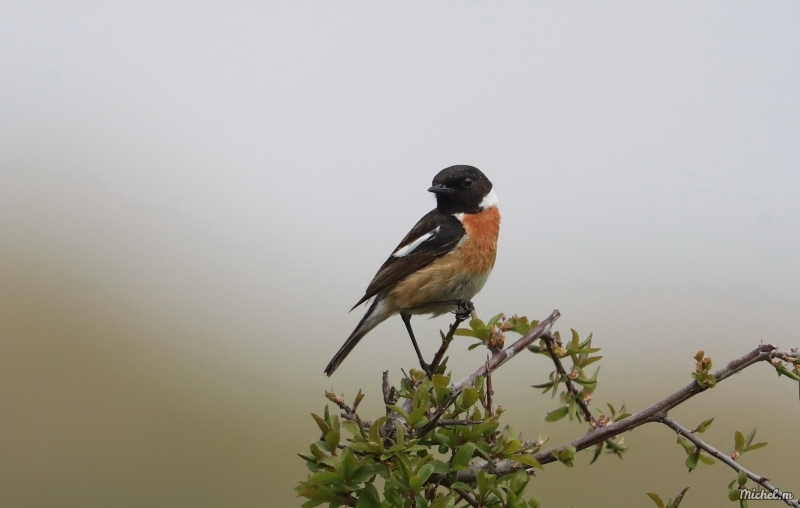 Photo Oiseaux tarier pâtre