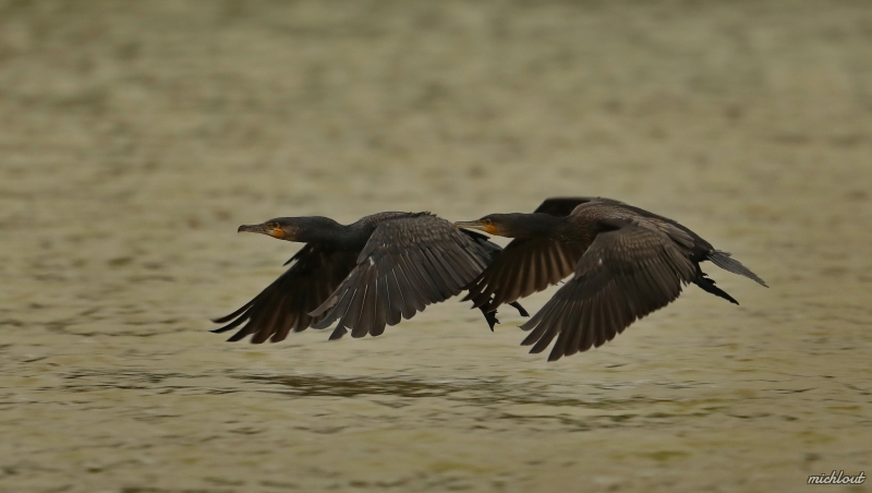 Photo Oiseaux Grand cormoran