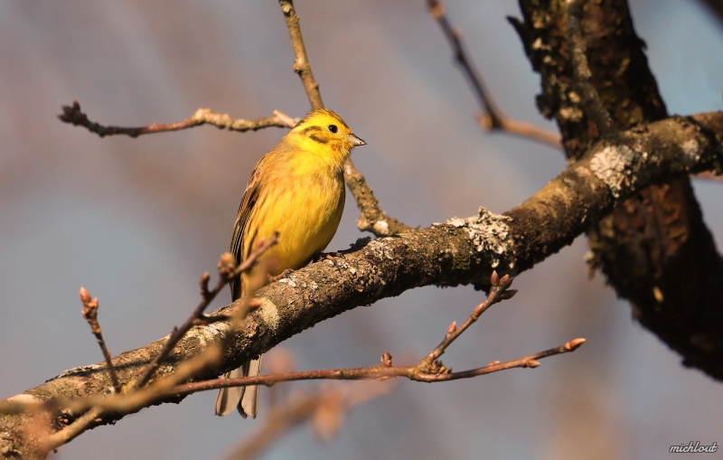 Photo Oiseaux Bruant jaune (Emberiza citrinella)