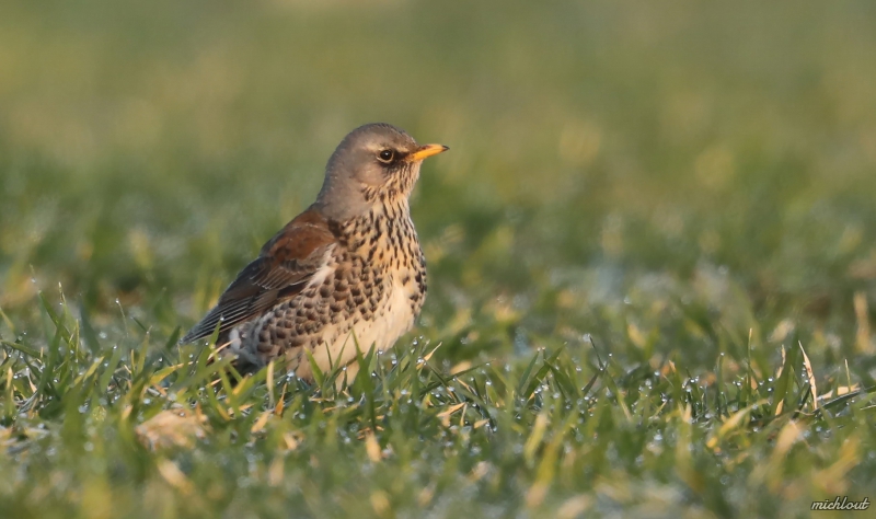 Photo Oiseaux Grive litorne (Turdus pilaris)