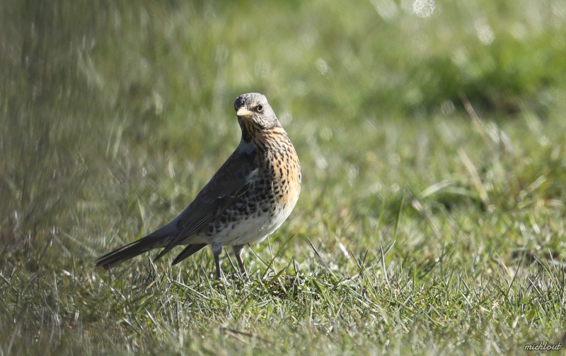 Photo Oiseaux Grive litorne (Turdus pilaris)