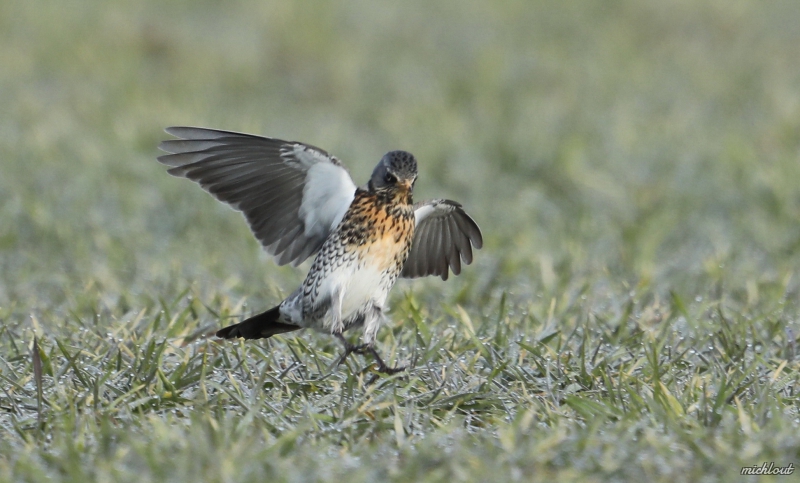 Photo Oiseaux Grive litorne (Turdus pilaris)